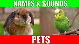 Learn Names of Pets for Kids - Pet Animal Names and Sounds for Children Kindergarten and Preschool