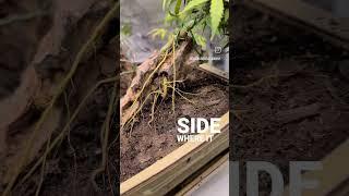 The Roots go through the Rock on this bonsai #diy #bonsaicare #diybonsai #bonsailife #plant