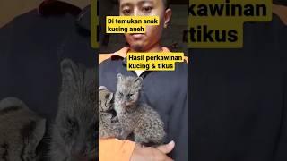 aneh tapi nyata kucing mirip tikuscoba tebak hewan apa ini.#shorts #memelucubikinngakak #hewan