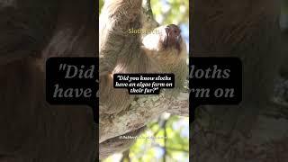 Interesting Facts About Sloth 63 #shorts #sloth #subscribe