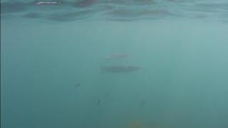Подводная охота на Чёрном море 08.06.2024 в Джубге