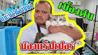 ช่างท้อป - แนะนำวิธีอาบน้ำแมวเบื้องต้น น้องแร็ปเปอร์