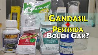 MENCAMPUR GANDASIL DAN INSEKTISIDA DAN FUNGISIDA