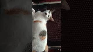 Kucing belang tiga terkejut#shorts  #cat #videoshorts