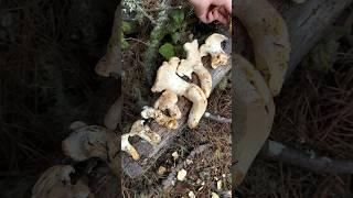 Mushroom ASMR Tapping and Slicing Hedgehog mushroom Hydnum washingtonianum