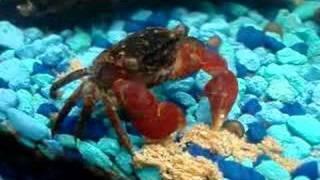 red clawed crab