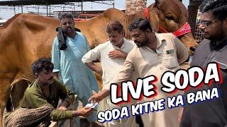 Live deal  soda Kitne Ka hona Chahiye  sahiwal cholistani bachre  2025 qurbani  Kheere bachre