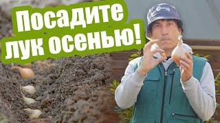 Сажаем ЛУК ПОД ЗИМУ сеем семена и севок Как посадить чернушку под зиму