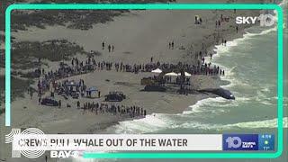 Crews pull 44-foot beached whale out of water in Venice Florida