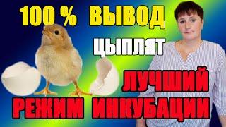 Режим инкубации для куриных яиц. 100% вывод цыплят.