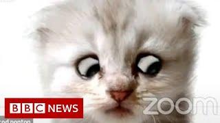 Lawyer uses Zoom filter by mistake - Im not a cat - BBC News