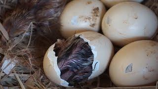 Baby chick hatching