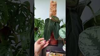 the magic of philodendron gigas #houseplants #plantstyling
