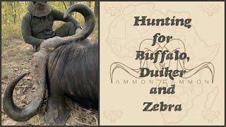 Hunting for Buffalo Duiker and Zebra