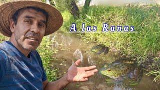 Fui a las Ranas a varias sanjas donde ya las había visto de las Ranas Toro Zamora Aventurero