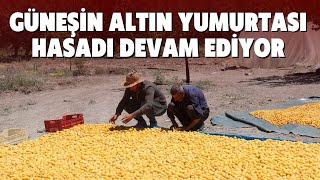 GÜNEŞİN ALTIN YUMURTASI HASADI DEVAM EDİYOR