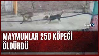 Maymunlar 250 Köpeği Öldürdü