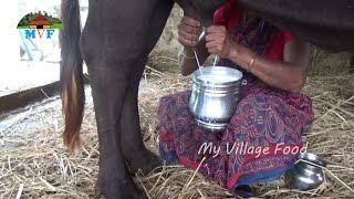 How to Make Curd from Milk at Village  My Village Buffalo Milk Sucking  My Village Food 2016