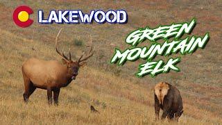 2020 Colorado Elk - Explore Lakewood CO - Green Mountain Hiking and Mountain Bike Trails