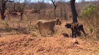 Lion Vs Cape Buffalo Calf - Effortless Kill