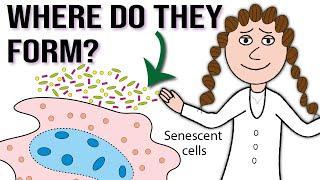 Why and where do senescent cells form?