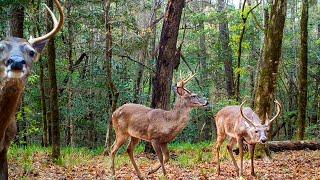 6 Months of Deer Trail Camera Videos Alabama Wildlife