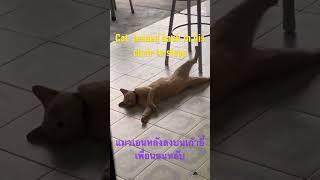 แมวเอนหลังลงบนเก้าอี้เพื่อนอนหลับ Cat  leaned back in his chair to sleep #shortsvideo #cutecat