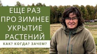 Ещё раз про зимнее укрытие растений  Наталья Самойленко