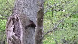 Pine Marten chasing Grey Squirrel