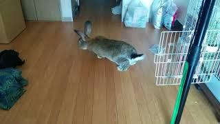 Flemish Giant Rabbit 1st walking