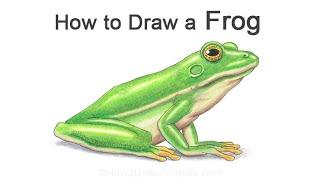 How To Draw a Frog