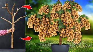 Best Techniques  How to grafting Longan Tree To Have a lot of Fruit