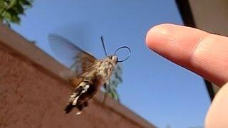 Hummingbird Hawkmoth takeoff in Slow Motion