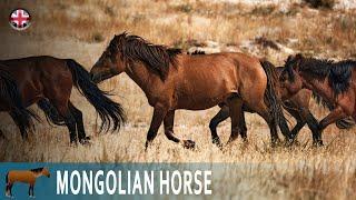 MONGOLIAN HORSE a breed that has influenced almost all Asian horses HORSE BREEDS