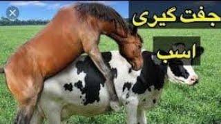 Mating horse with cow