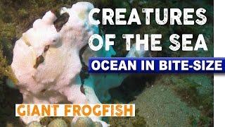 Creatures of the Sea - Grumpy Giant Frogfish