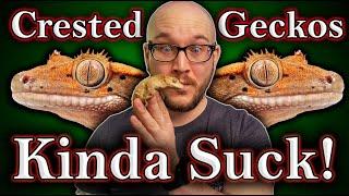 DO NOT Get A Crested Gecko 3 Reasons Why and 3 Better Lizards For You