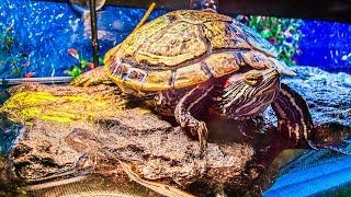 How To Get Your Turtle To Bask  Tips and Basking Ideas for Red Eared Slider Turtles That Wont Bask