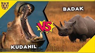 Kuda Nil vs Badak Siapakah yang Akan Memenangkan Pertarungan?