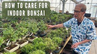 Care of Indoor Bonsai