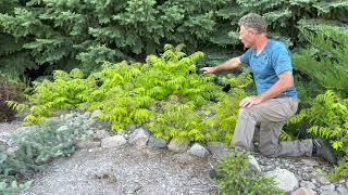 Tiger Eyes Sumac Great for Naturalizing Drought Tolerant and Showy Leaf Color