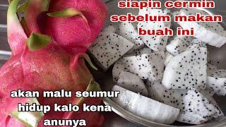 Dragon fruit  mukbang buah naga  manfaat buah naga