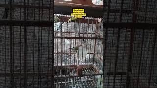 Burung Sogon Trotol Istimewa dari temen  GRATIS