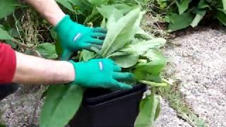 Making Comfrey Tea - Brilliant Method  Make Comfrey Tea