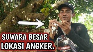 CIRI CIRI PERKUTUT SUWARA BESAR DAN SUWARANYA ADA DI AKHIR VIDEO