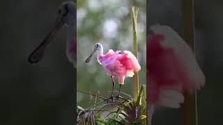 Hermosas Aves Cantando en la Naturaleza