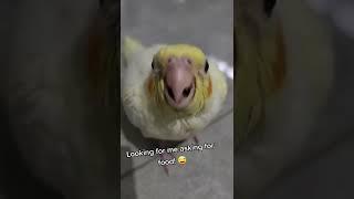Baby Cockatiel Asking for food  Pearly The Birdie