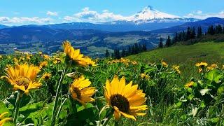 Relaxing Meadow with Ambient Nature Sounds Wildflowers and Mountain View - 8 Hours