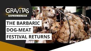 Gravitas Chinas Yulin dog meat festival is back
