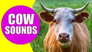 COW SOUNDS  Learn Animals with Kiddopedia #Shorts